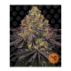 Barneys Farm Watermelon Zkittlez | Feminisiert | 10 Samen