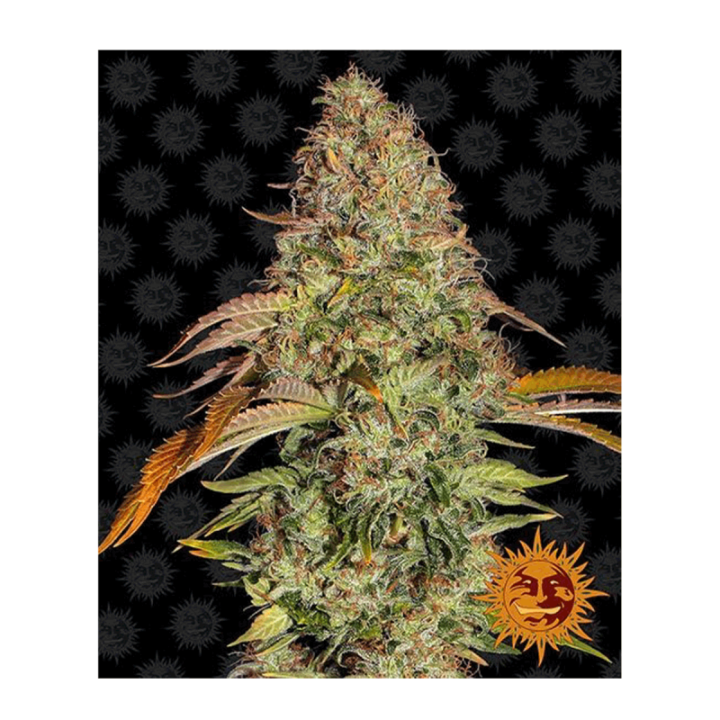 Barneys Farm Zkittlez OG | Automatik | 3 Samen