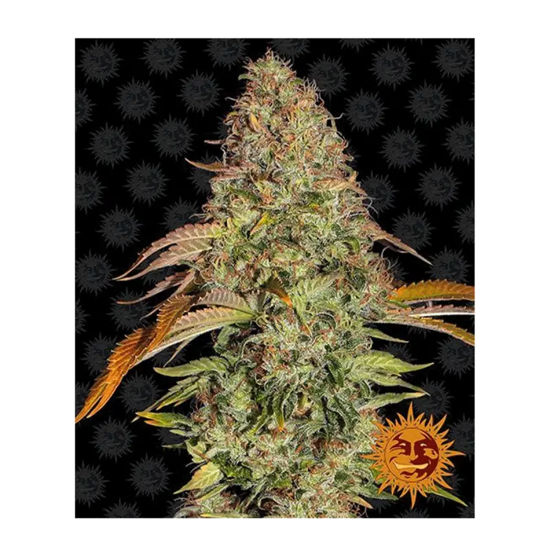 Barneys Farm Zkittlez OG - Automatic - 3 seeds