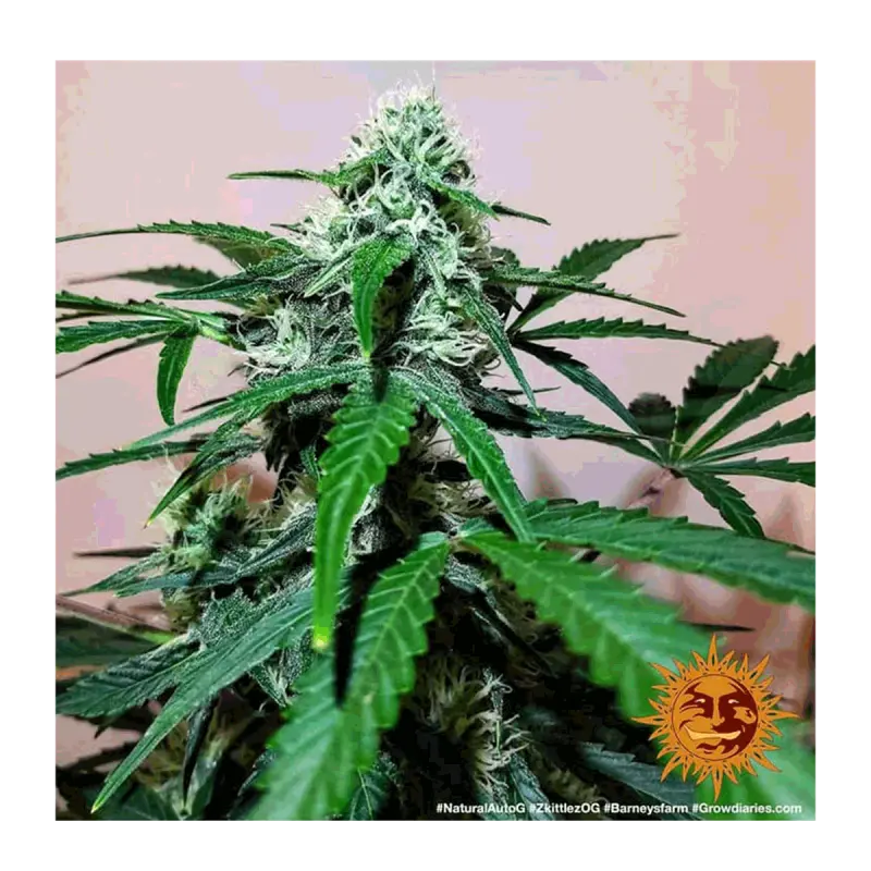 Barneys Farm Zkittlez OG - Automatic - 3 seeds