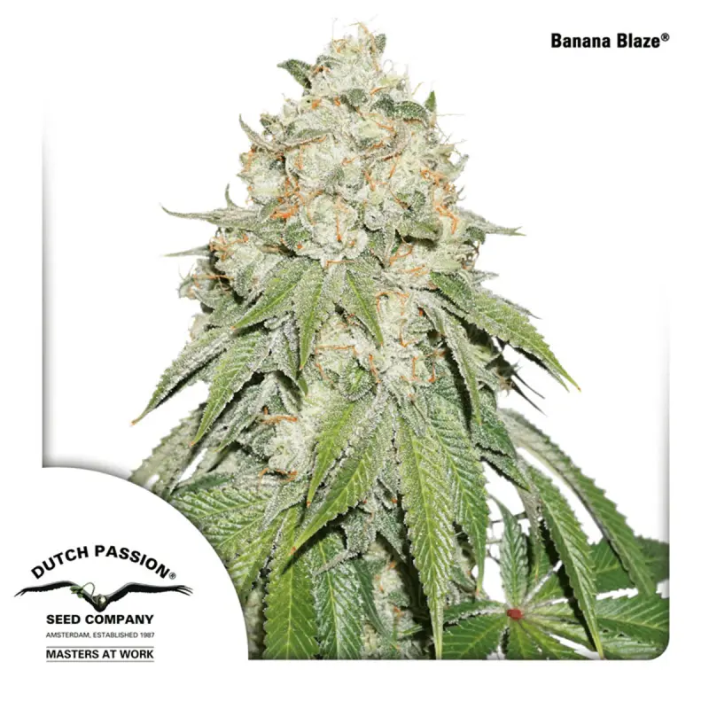 Dutch Passion Auto Banana Blaze - Automatic - 3 seeds