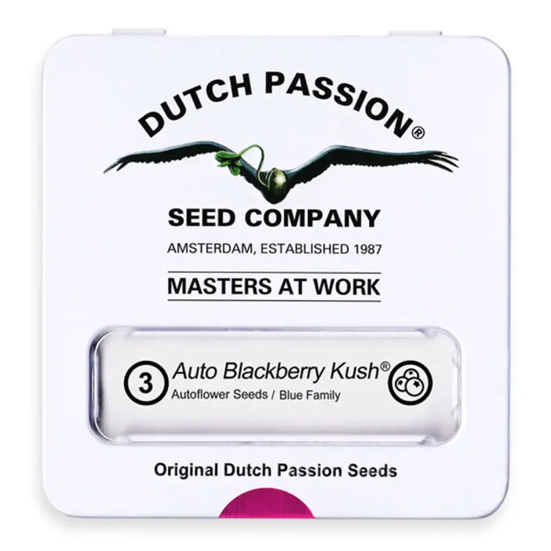 Dutch Passion Auto Blackberry Kush - Automatic - 3 seeds