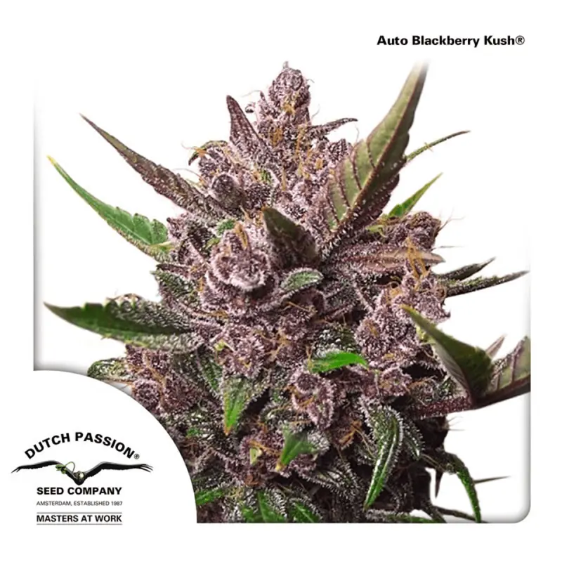 Dutch Passion Auto Blackberry Kush - Automatic - 7 seeds