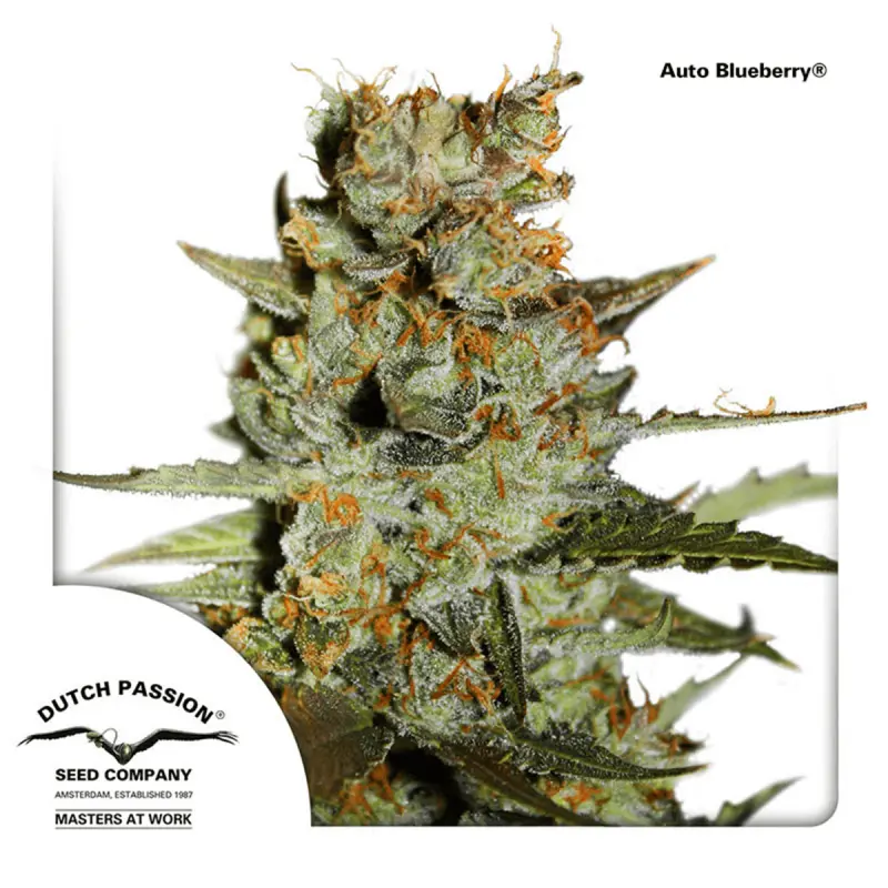 Dutch Passion Auto Blueberry - Automatic - 7 seeds