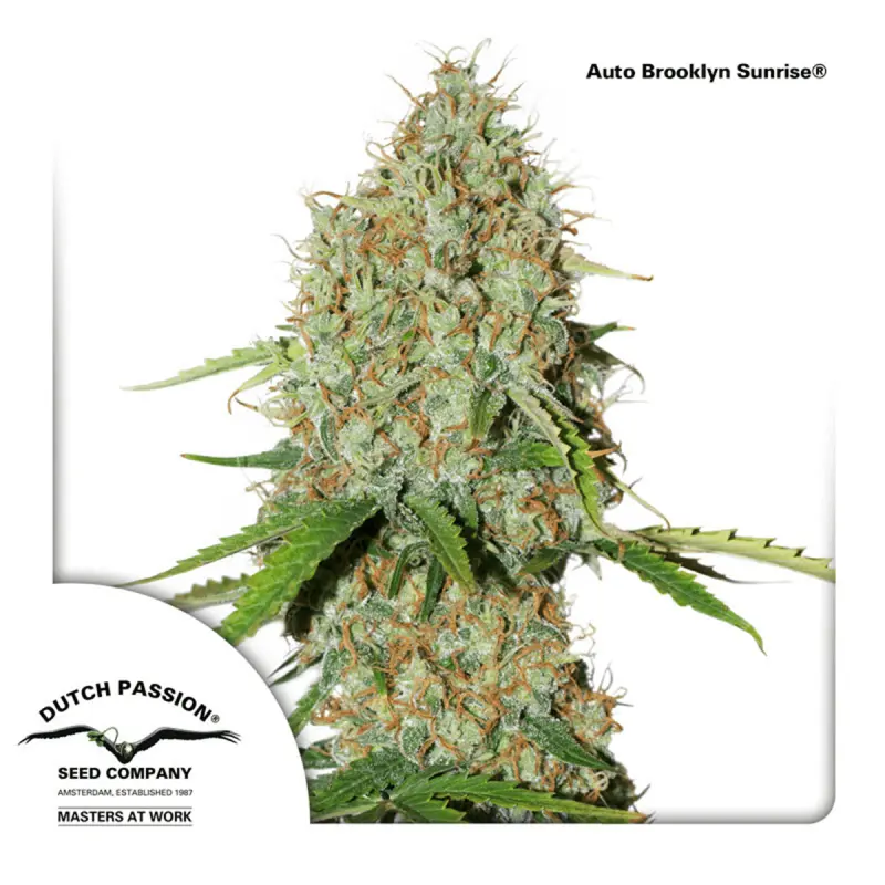 Dutch Passion Auto Brooklyn Sunrise - Automatic - 3 seeds...