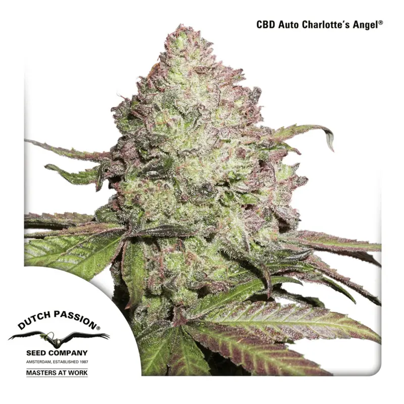Dutch Passion Auto CBD Charlottes Angel - Automatic - 3...