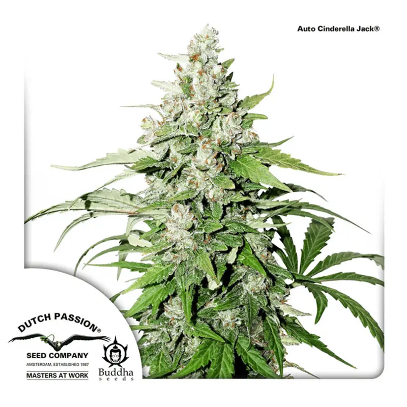 Dutch Passion Auto Cinderella Jack - Automatic - 7 seeds