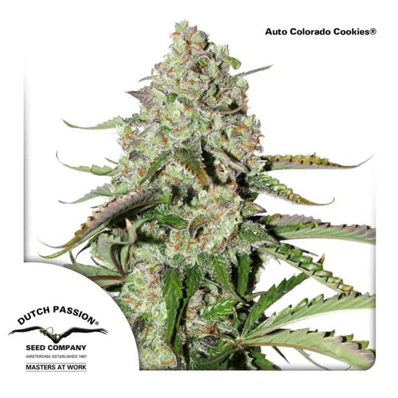 Dutch Passion Auto Colorado Cookies - Automatic - 7 seeds
