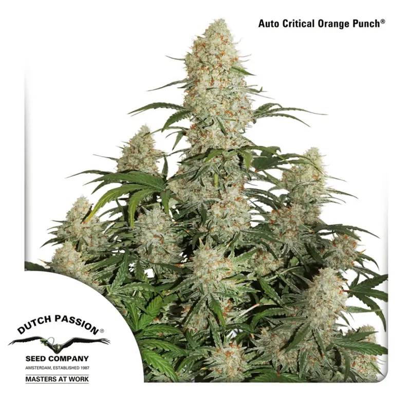 Dutch Passion Auto Critical Orange Punch - Automatic - 3 seeds