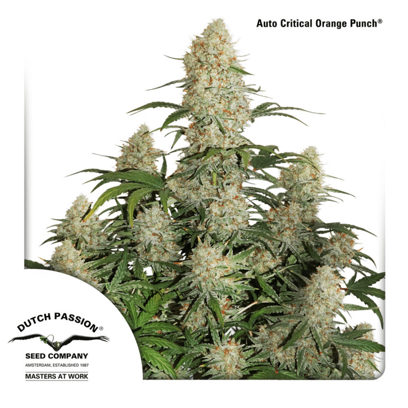Dutch Passion Auto Critical Orange Punch | Automatik | 7 Samen