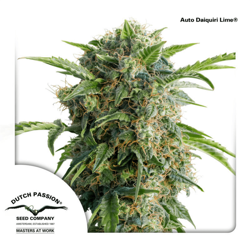 Dutch Passion Auto Daiquiri Lime | Automatik | 3 Samen