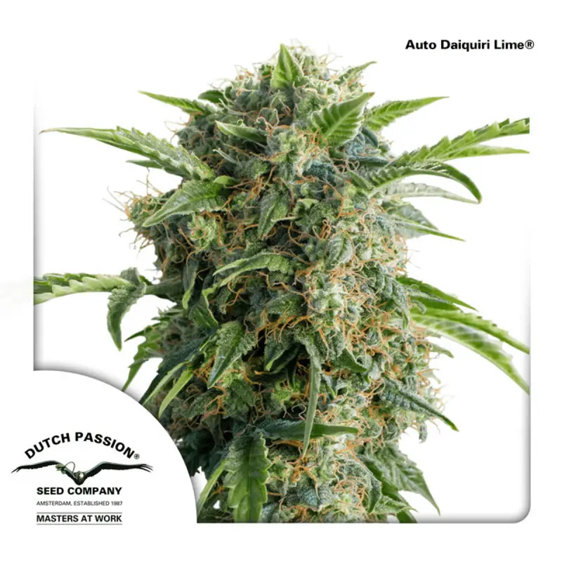 Dutch Passion Auto Daiquiri Lime - Automatic - 7 seeds