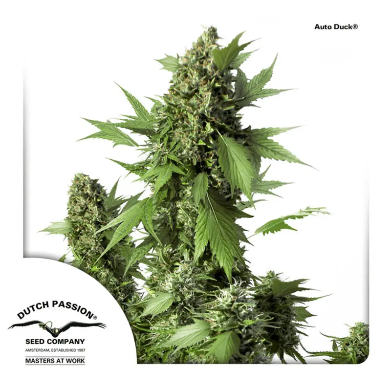 Dutch Passion Auto Duck - Automatic - 7 seeds