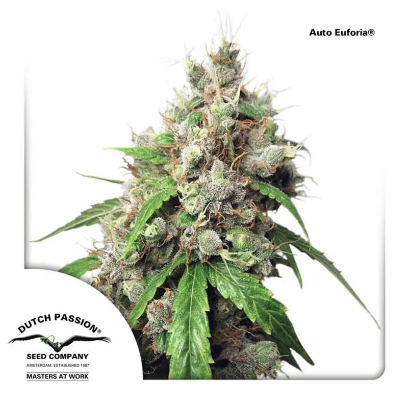 Dutch Passion Auto Euforia - Automatic - 7 seeds