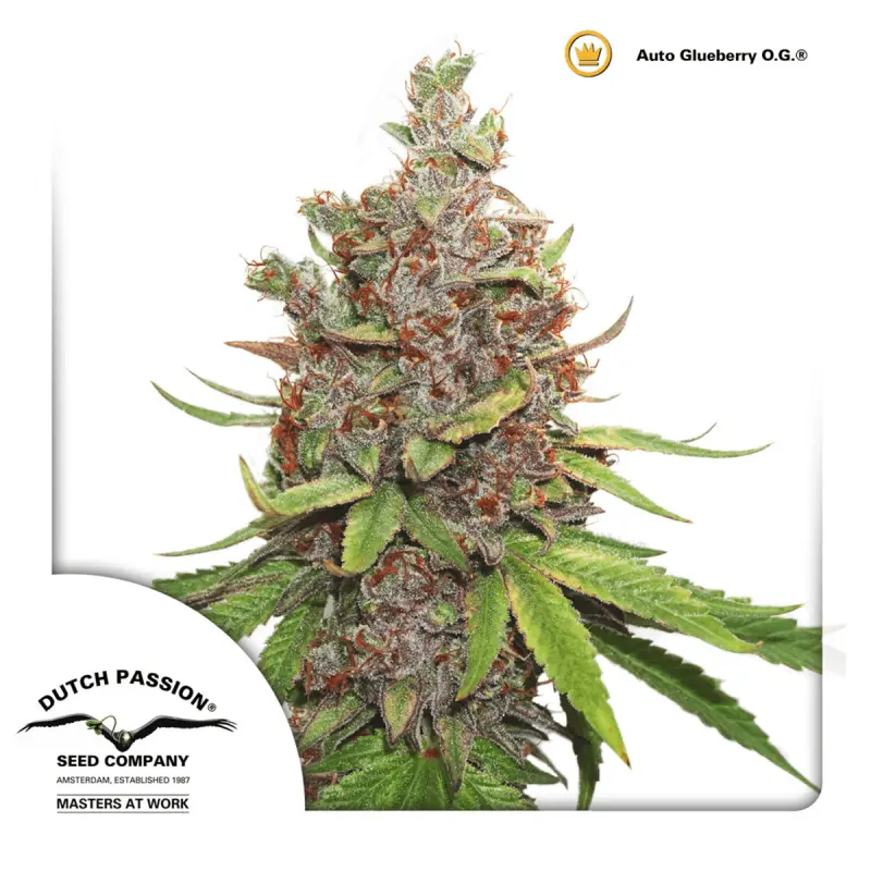 Dutch Passion Auto Glueberry O.G. - Automatic - 7 seeds