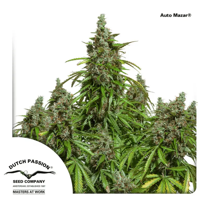 Dutch Passion Auto Mazar | Automatik | 3 Samen