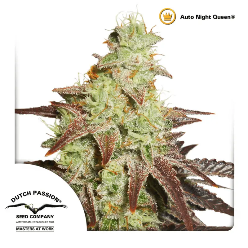 Dutch Passion Auto Night Queen - Automatic - 3 seeds