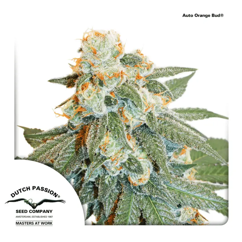 Dutch Passion Auto Orange Bud - Automatic - 3 seeds