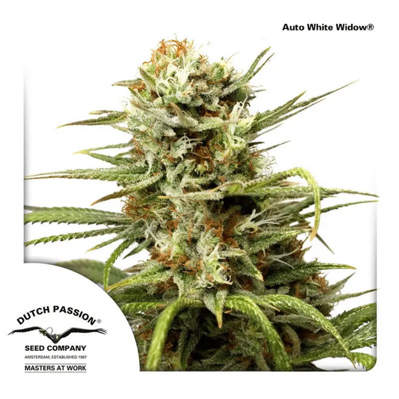 Dutch Passion Auto White Widow - Automatic - 3 seeds