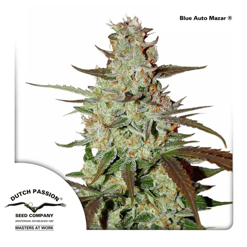 Dutch Passion Blue Auto Mazar - Automatic - 3 seeds