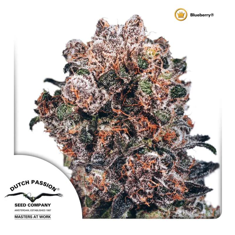 Dutch Passion Blueberry | Feminisiert | 10 Samen