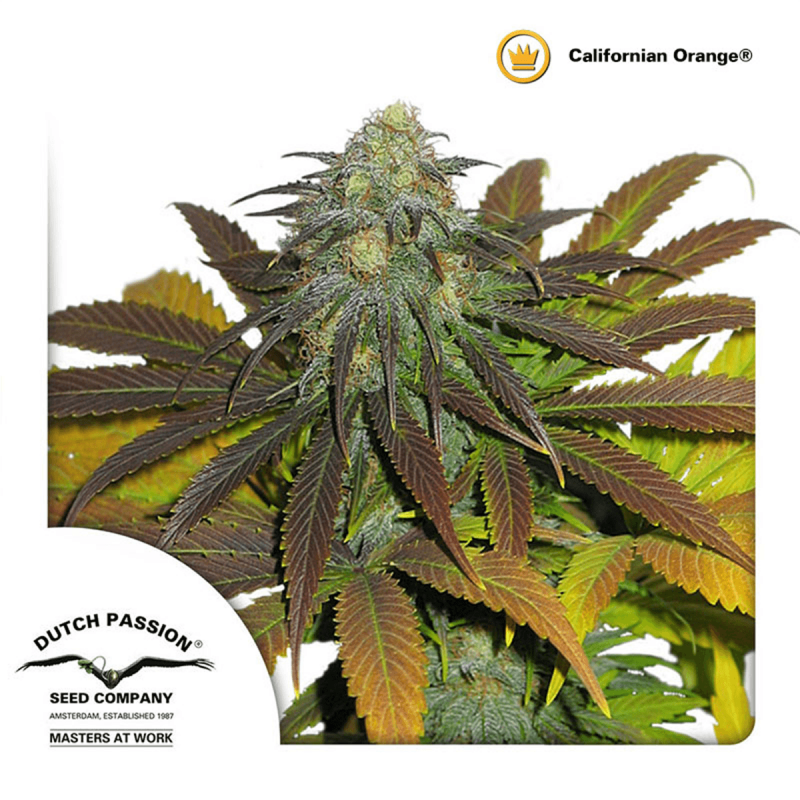 Dutch Passion Californian Orange | Feminisiert | 10 Samen