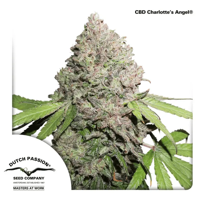Dutch Passion CBD Charlottes Angel | Feminisiert | 5 Samen