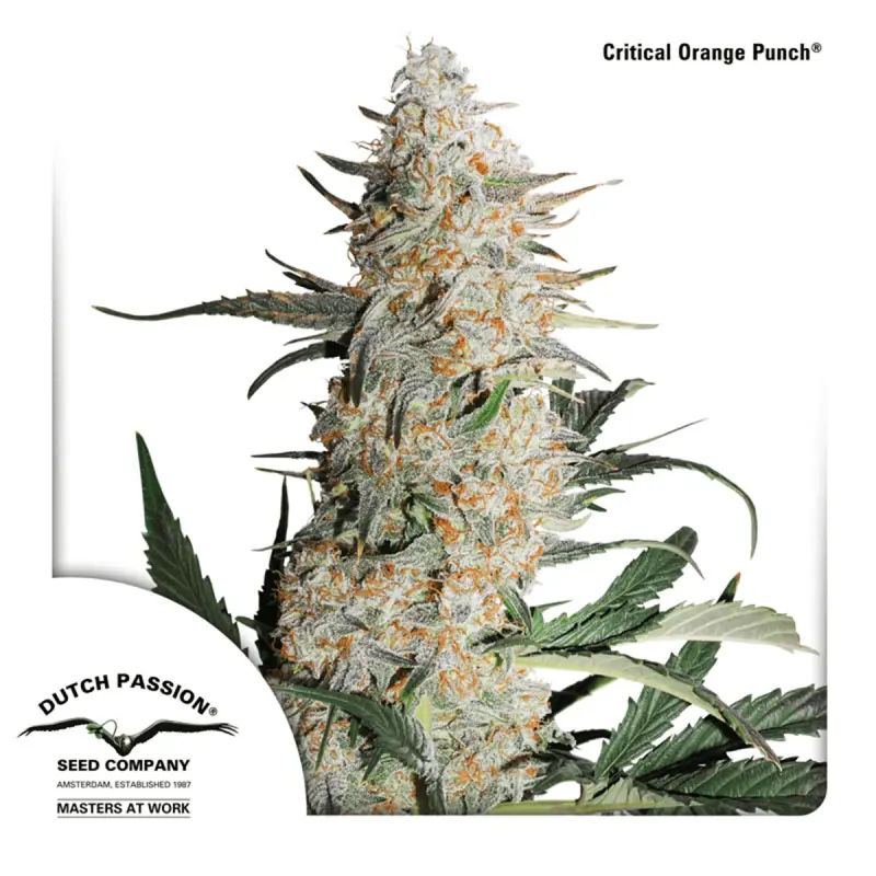 Dutch Passion Critical Orange Punch | Feminisiert | 5 Samen