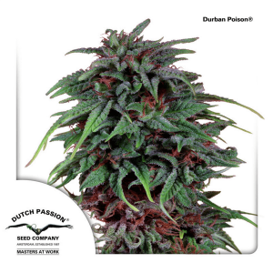 Dutch Passion Durban Poison | Feminisiert | 10 Samen