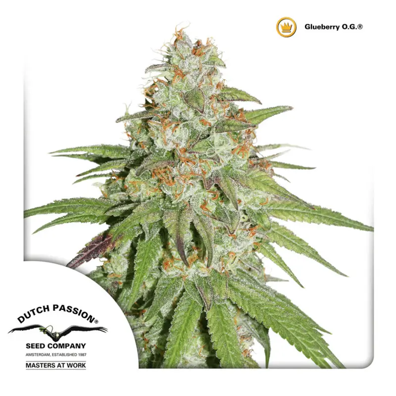 Dutch Passion Glueberry O.G. | Feminisiert | 5 Samen