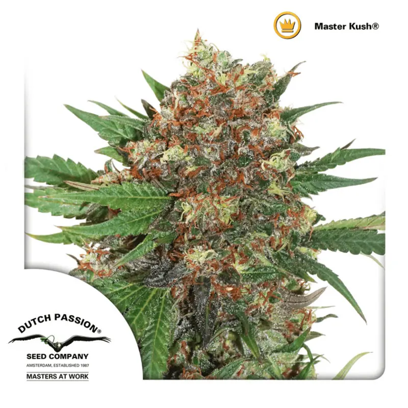 Dutch Passion Masterkush | Feminisiert | 10 Samen