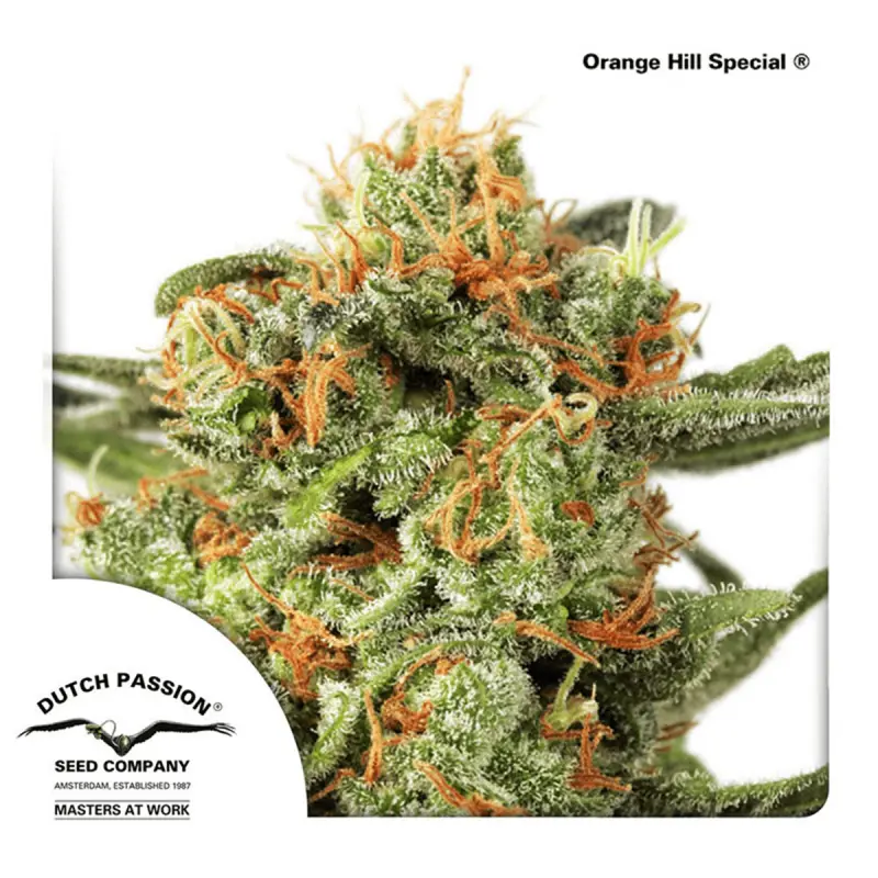 Dutch Passion Orange Hill Special | Feminisiert | 10 Samen