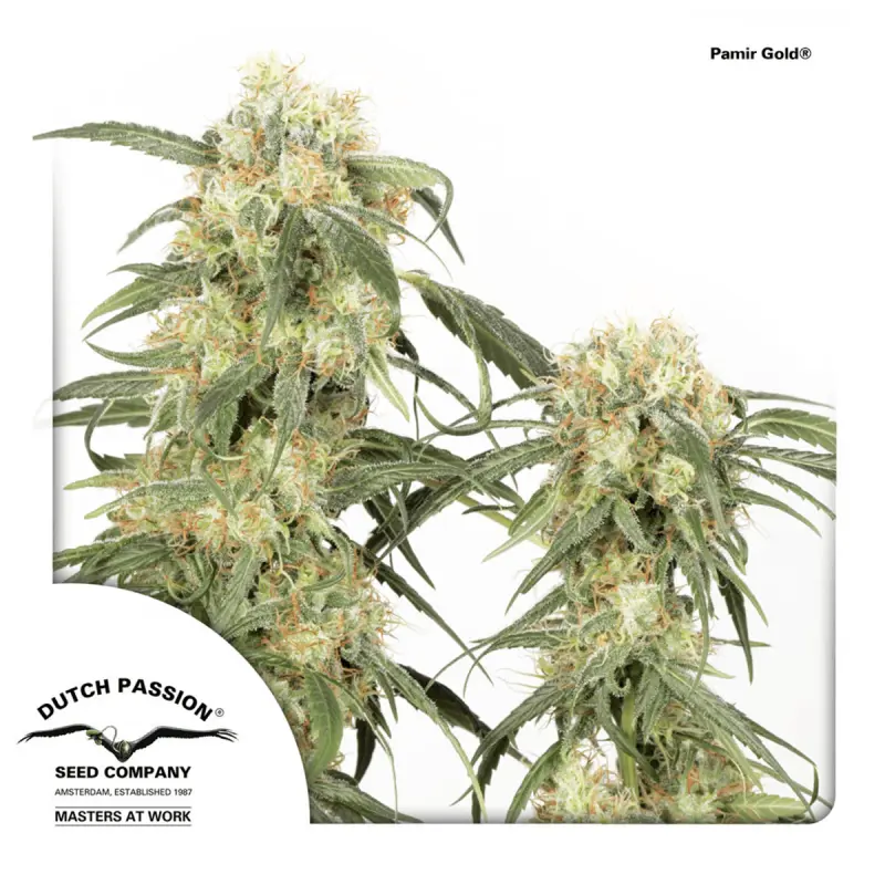 Dutch Passion Pamir Gold | Feminisiert | 5 Samen
