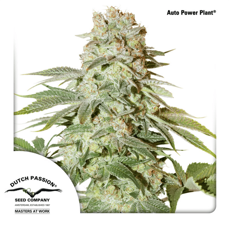 Dutch Passion Auto Power Plant | Automatik | 7 Samen