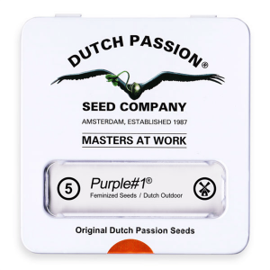 Dutch Passion Purple #1 | Feminisiert | 5 Samen -...