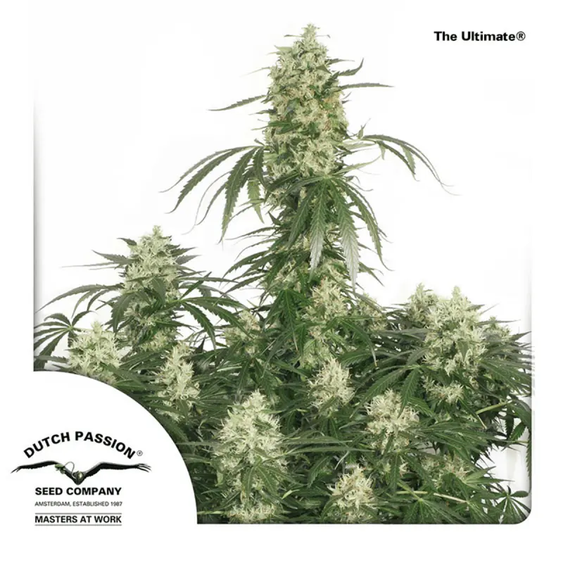 Dutch Passion The Ultimate | Feminisiert | 5 Samen