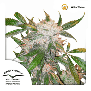 Dutch Passion White Widow | Feminisiert | 5 Samen