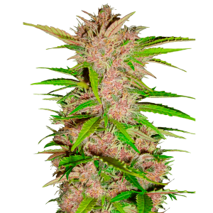 Fast Buds Fastberry | Automatik | 3 Samen