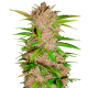 Fast Buds Fastberry | Automatik | 3 Samen