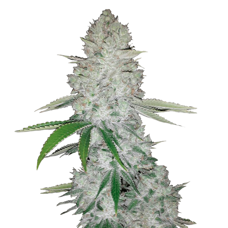 Fast Buds Gorilla | Automatik | 3 Samen