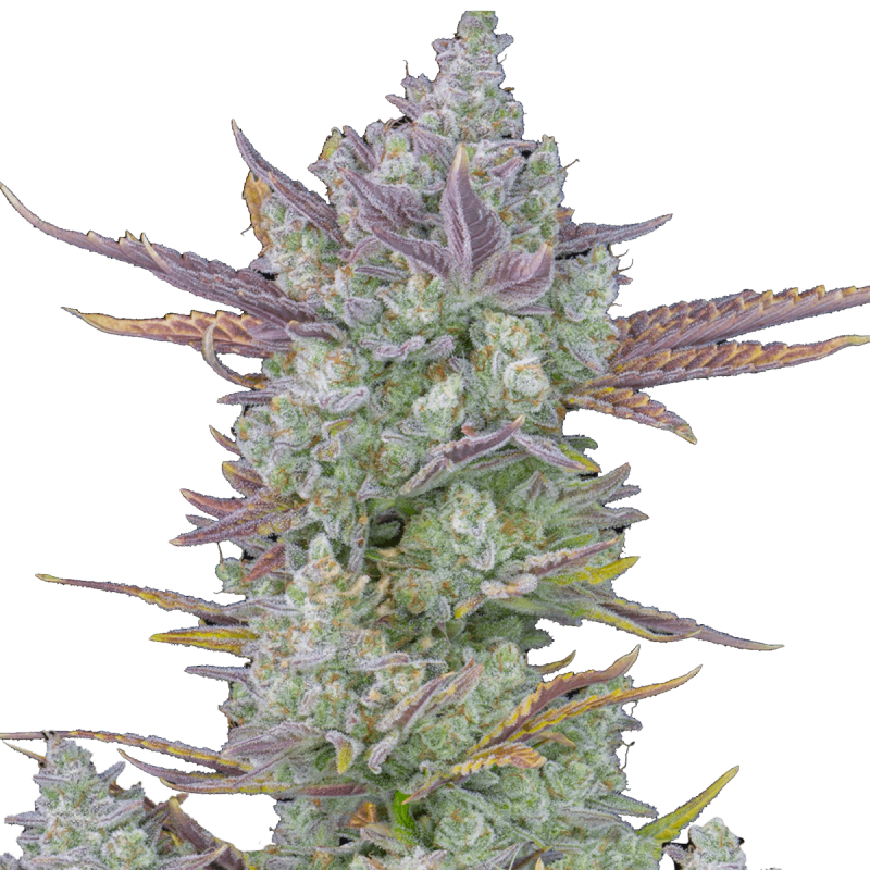Fast Buds Gorilla Cookies | Automatik | 3 Samen