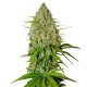 Fast Buds Grapefruit | Automatik | 3 Samen