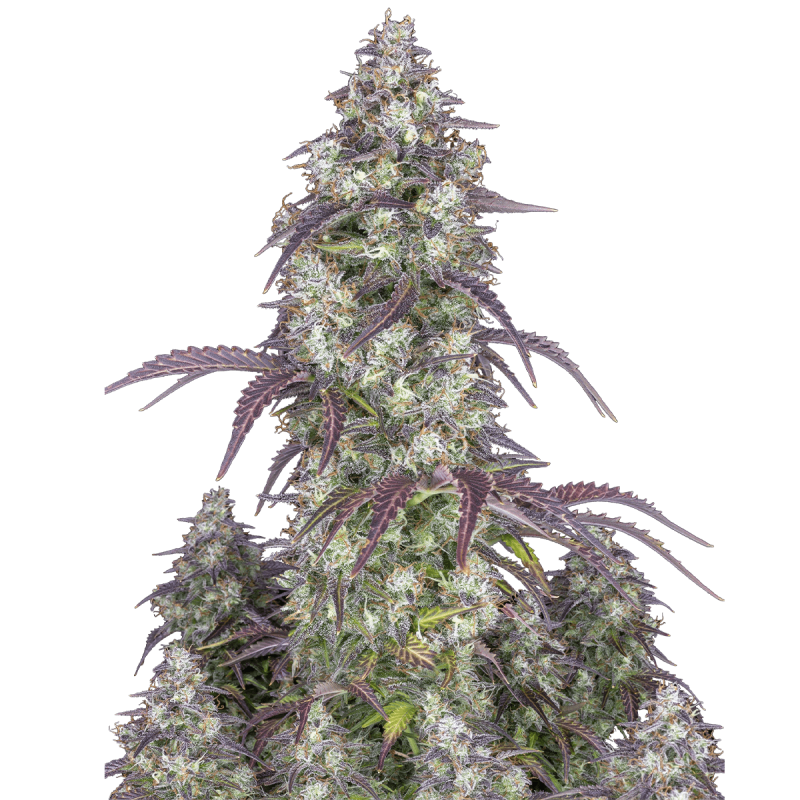 Fast Buds Lemon Pie | Automatik | 3 Samen