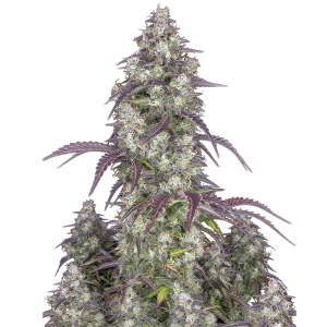 Fast Buds Lemon Pie | Automatik | 3 Samen