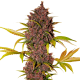 Fast Buds LSD-25 | Automatik | 3 Samen