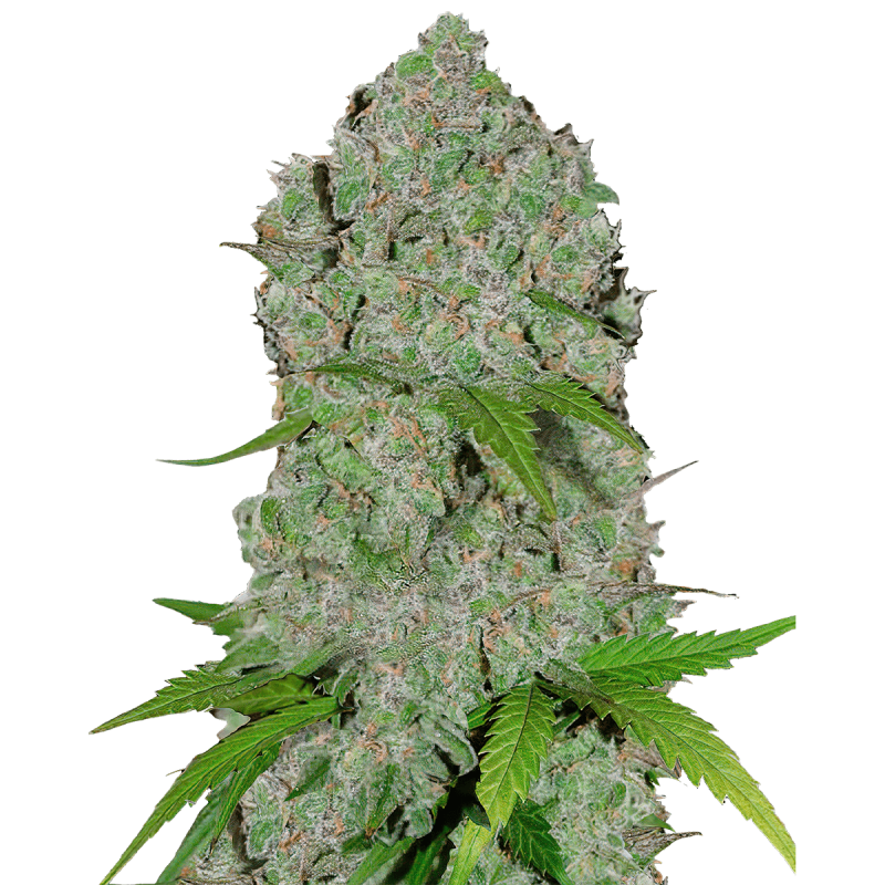 Fast Buds Orange Sherbet | Automatik | 3 Samen