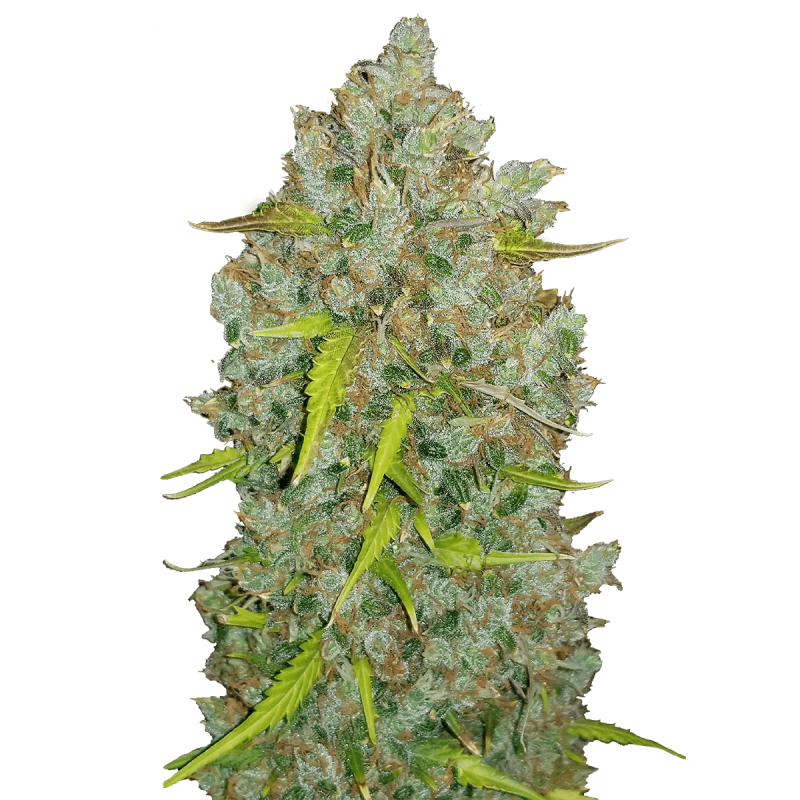 Fast Buds Original Bubblegum | Automatik | 3 Samen