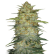 Fast Buds Original OG Kush | Automatik | 3 Samen