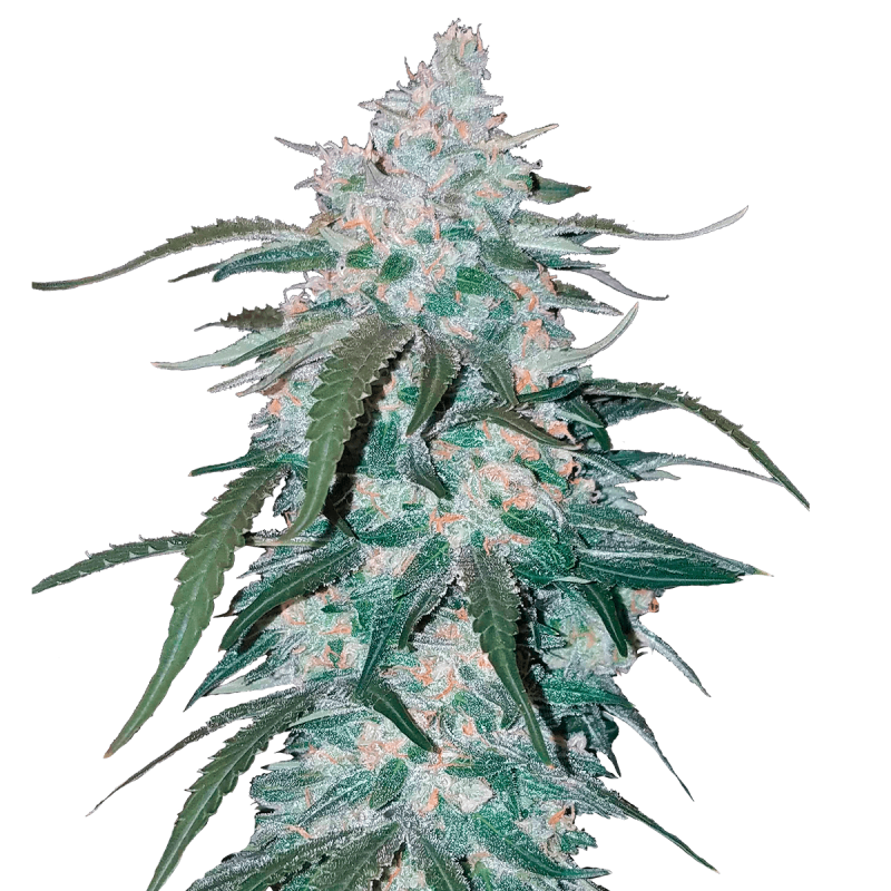 Fast Buds Pineapple Express | Automatik | 3 Samen