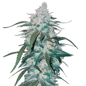 Fast Buds Pineapple Express | Automatik | 3 Samen